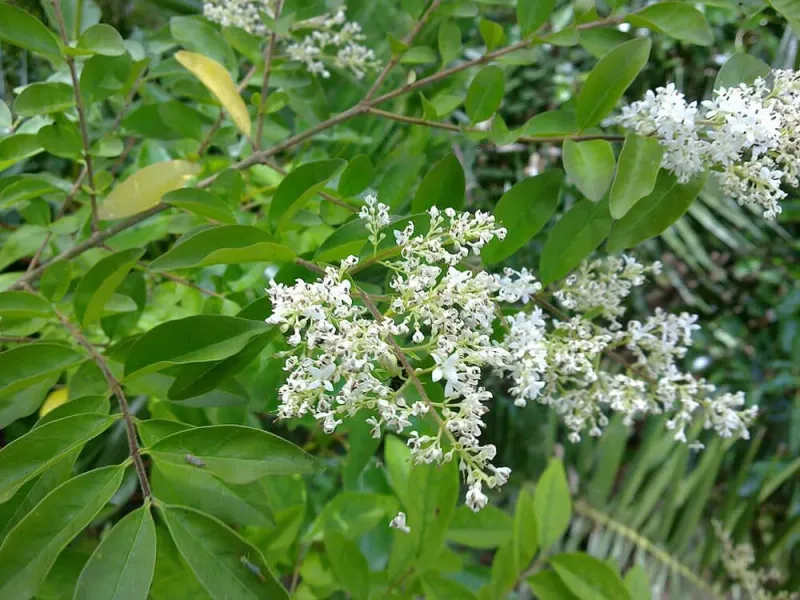 13 Plants In Texas You Should Never Plant - Decor Hint Privet