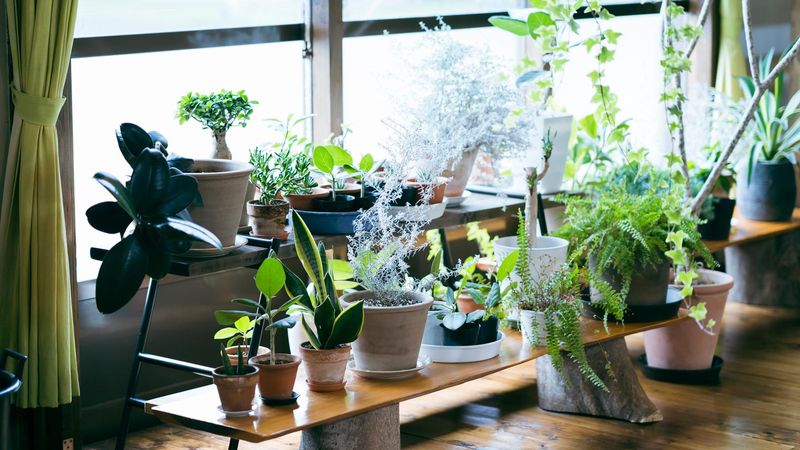 Indoor Plant Displays