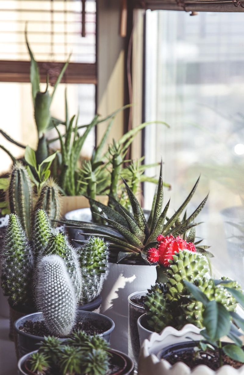 Indoor Plants That Are Common Across Texas Homes - Decor Hint Cactus