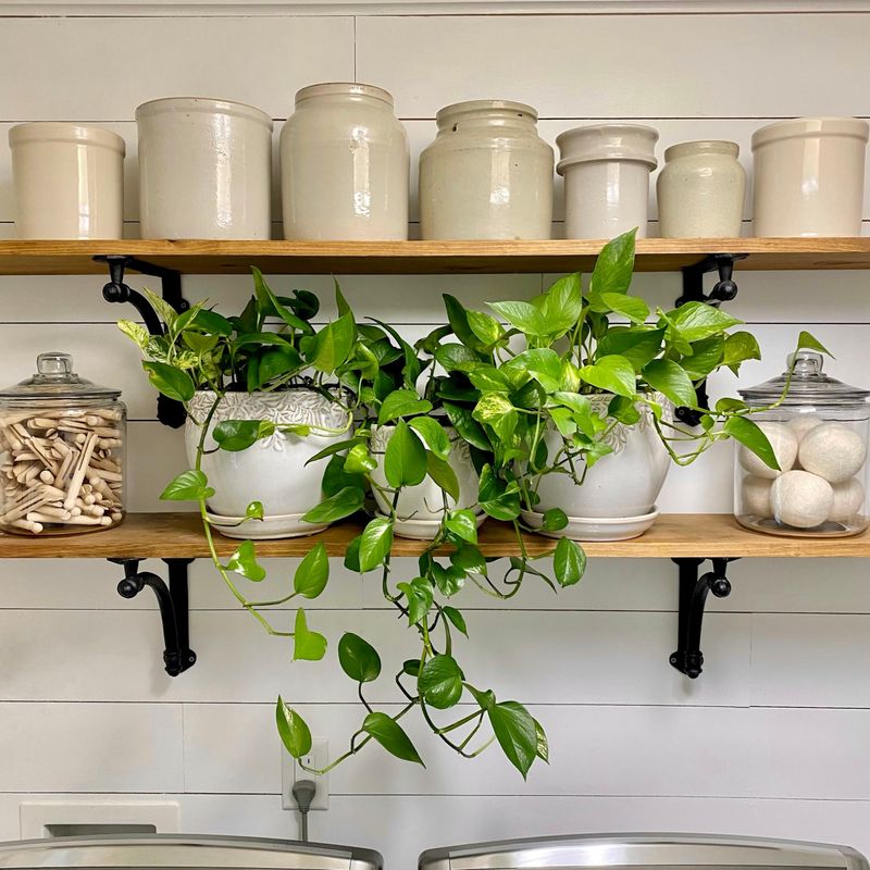 Indoor Plants That Bring California Homes To Life - Decor Hint Pothos