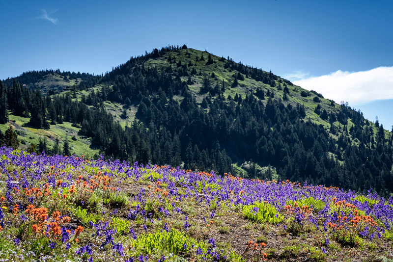 Iron Mountain Summit Trail