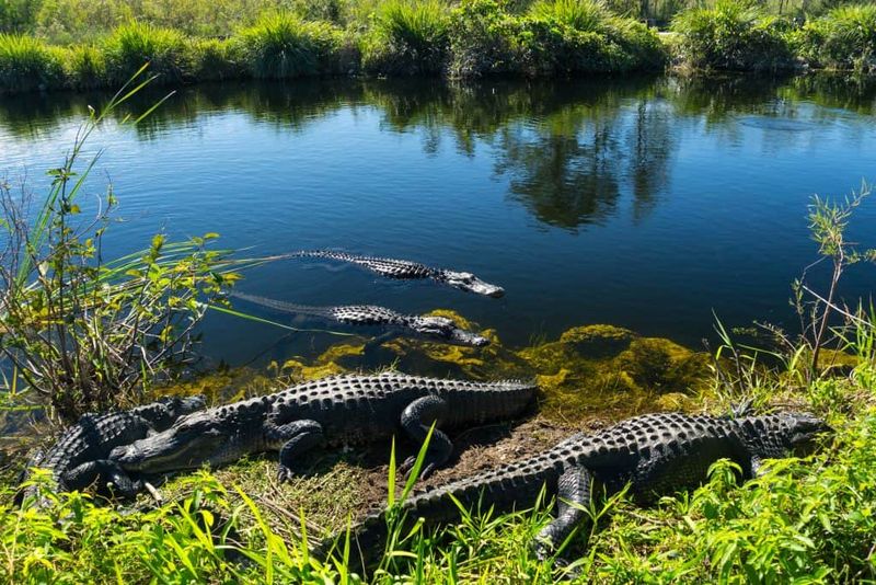 Everglades National Park – Florida