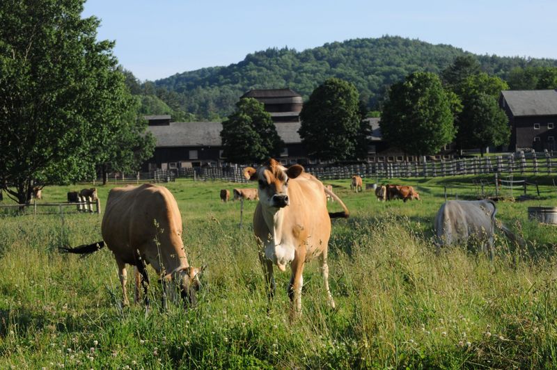 Billings Farm & Museum & Rural Heritage