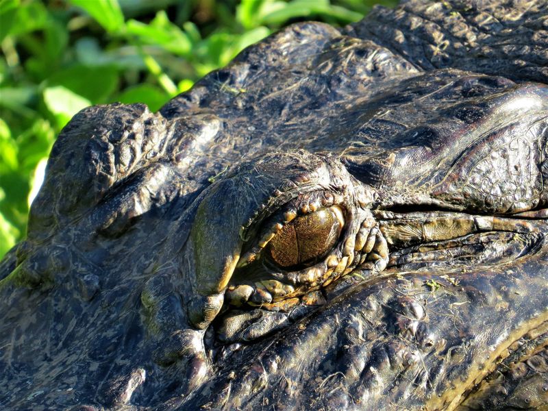 Brazos Bend State Park