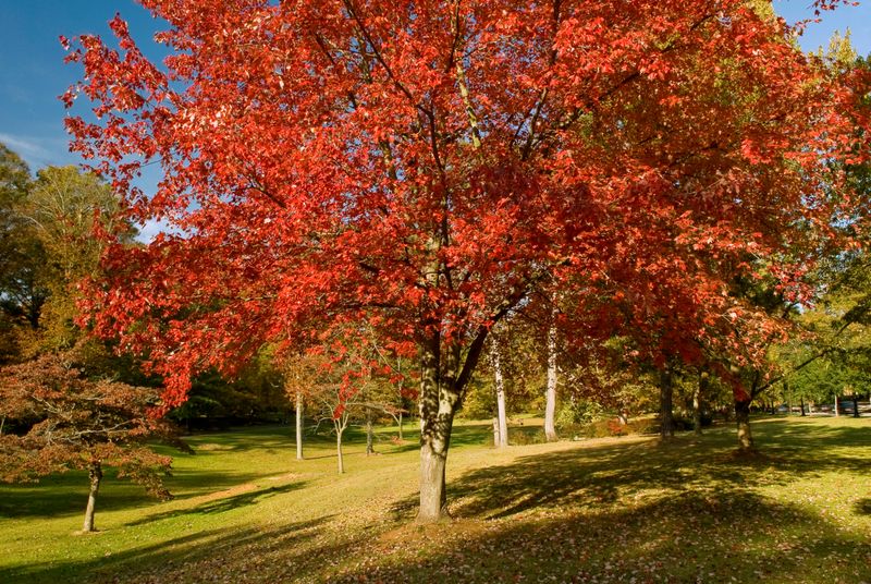 A Georgia Suburb That's A Hidden Retirement Haven With Tree-Lined Streets And History - Decor Hint Historic Landscape And Olmsted Linear Parks