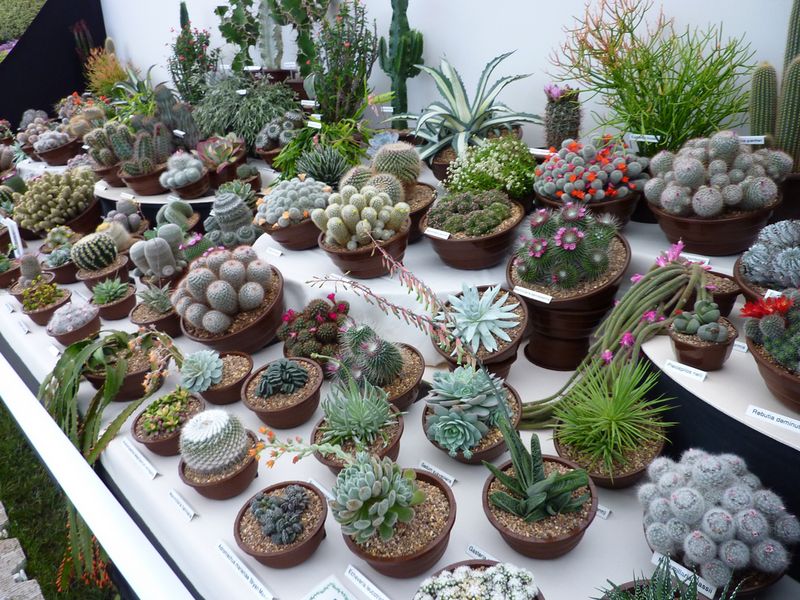 California Designers Say These 2010s Living Room Trends Need To Go - Decor Hint Overuse of Succulents