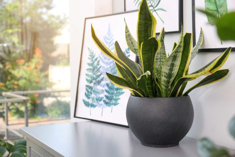 Snake Plant