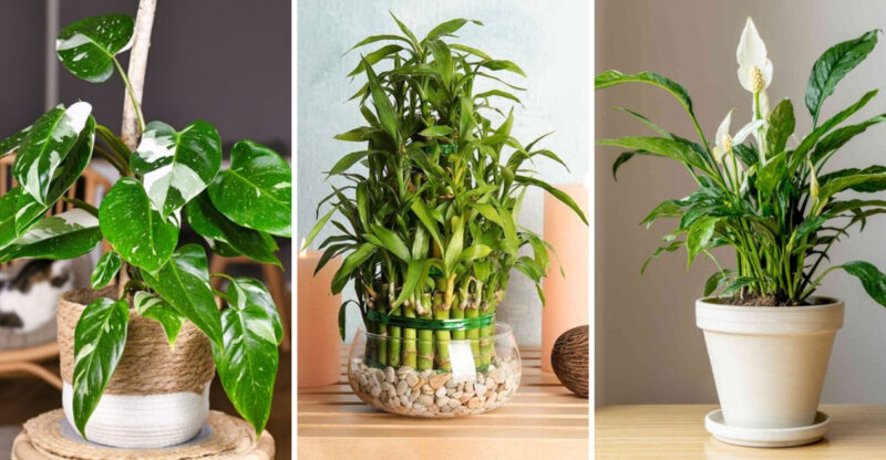 No Windows? No Problem: These 25 Indoor Plants Love Texas Heat