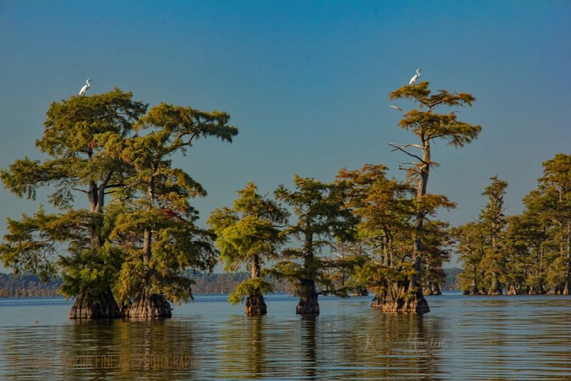 Reelfoot Lake