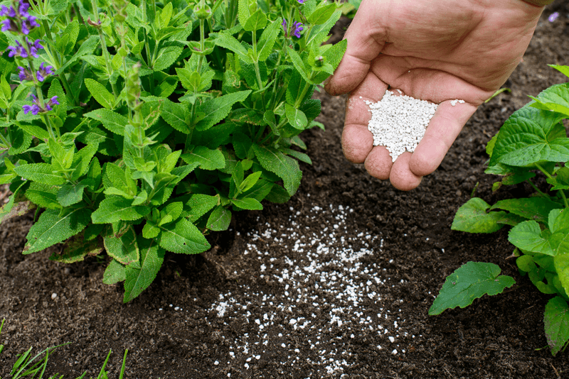 Fall Garden Mistakes Every Colorado Homeowner Should Know About - Decor Hint Using Too Much Fertilizer