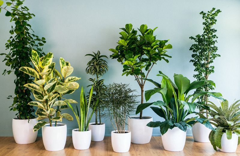 California Beach-Inspired Décor That Transforms Homes - Decor Hint Indoor Plants and Greenery