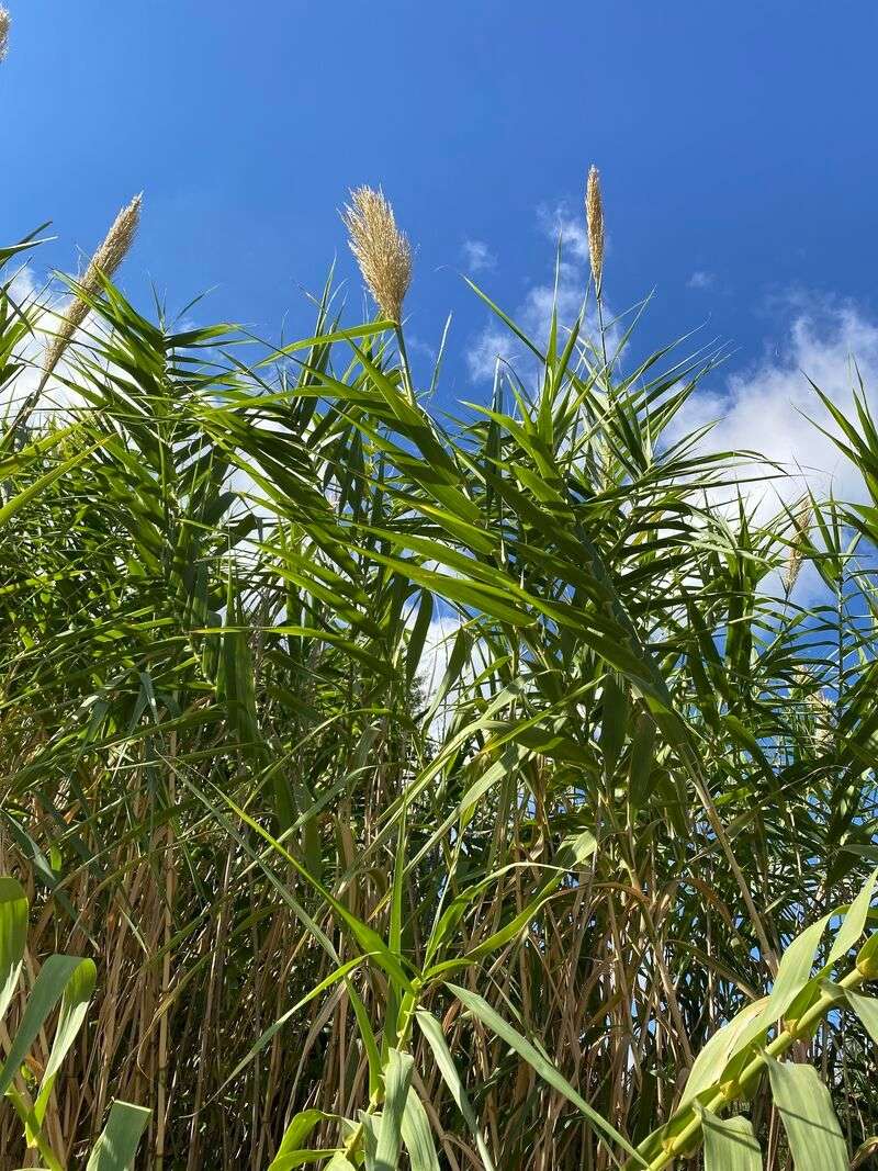 13 Plants In Texas You Should Never Plant - Decor Hint Giant Reed