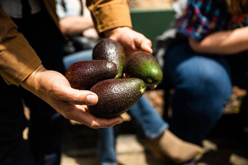 Avocados