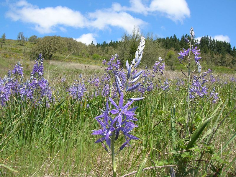 Mount Pisgah Arboretum Trails