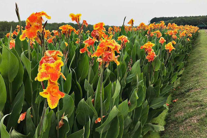 12 Flowers That Thrive In Florida And Make Your Yard Look Expensive - Decor Hint Canna Lily