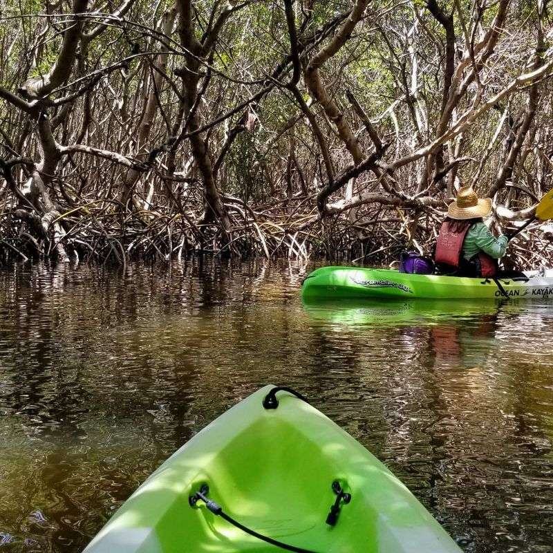 Outdoor Activities To Enjoy In Tampa With Friends Or Family - Decor Hint Kayaking Through Mangrove Tunnels