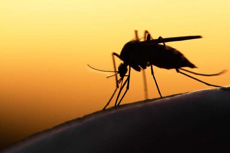 Vacation Mistakes To Avoid When Exploring Florida - Decor Hint Ignoring Mosquitoes and Bug Protection