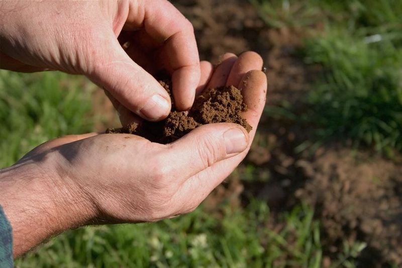 Fall Garden Mistakes Every Colorado Homeowner Should Know About - Decor Hint Neglecting Soil Preparation