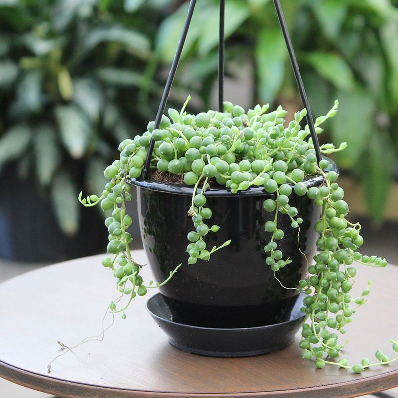 Succulents That Make Indoor Gardening Easy In Arizona - Decor Hint String of Pearls