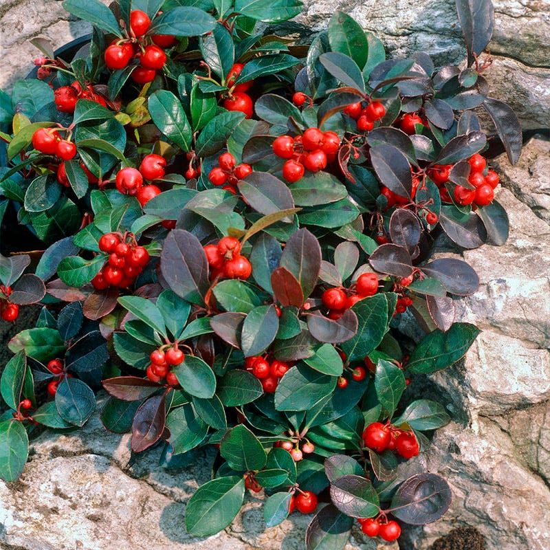 Wintergreen