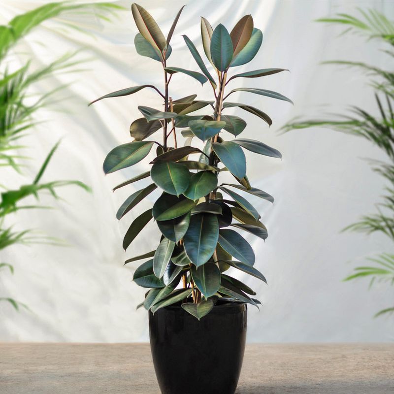 Rubber Plant (Ficus elastica)