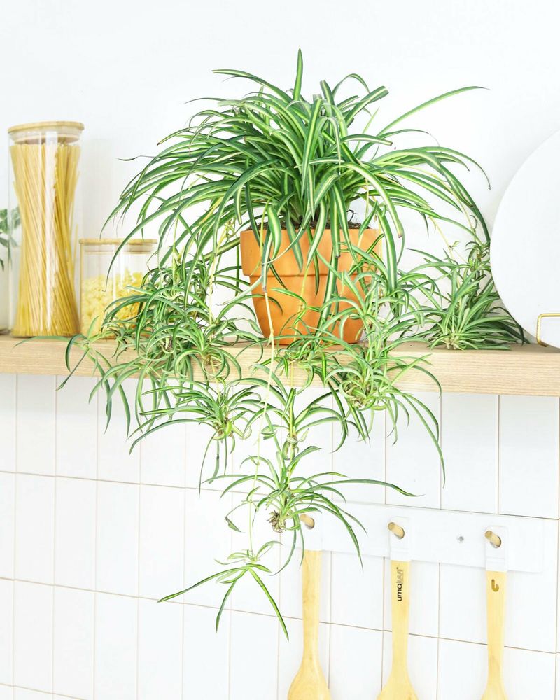 Spider Plant