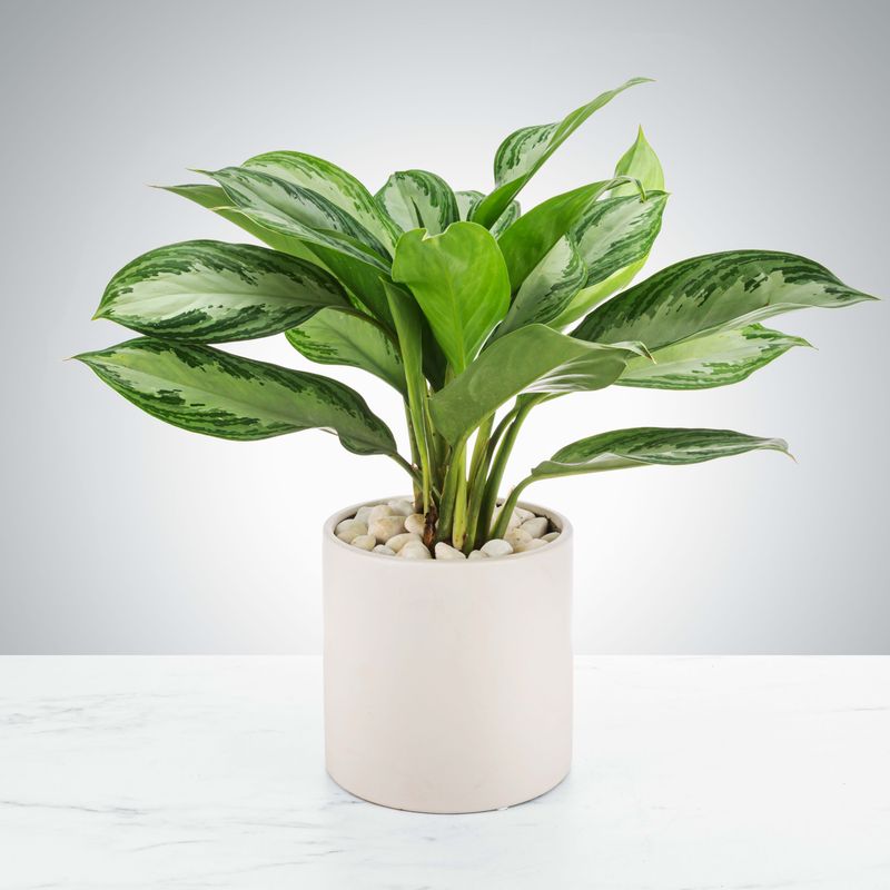 Chinese Evergreen