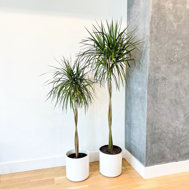 Dracaena (Dragon Tree)