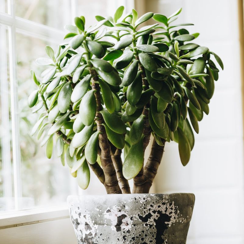 Indoor Plants That Are Common Across Texas Homes - Decor Hint Jade Plant