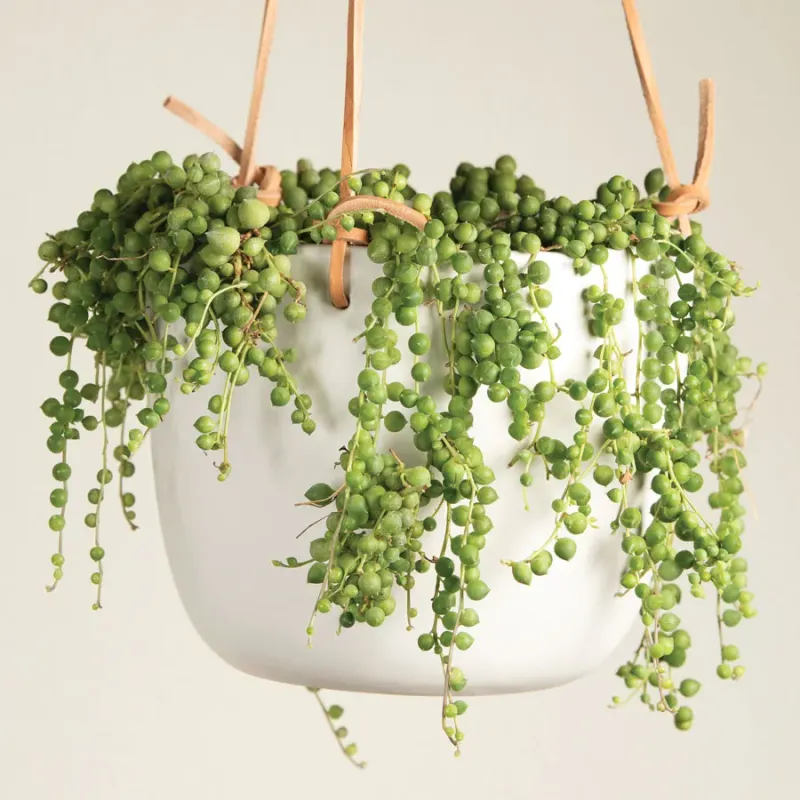 Indoor Plants That Bring California Homes To Life - Decor Hint String of Pearls