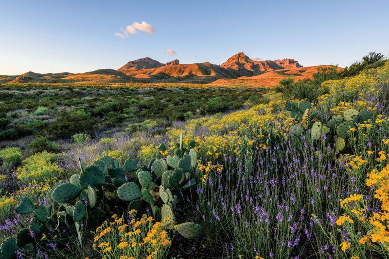 Wildflower Blooms In Spring