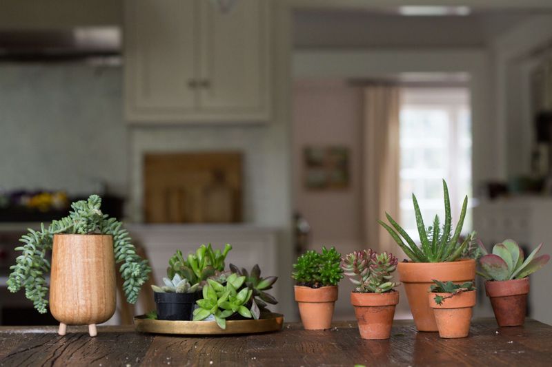 Succulents