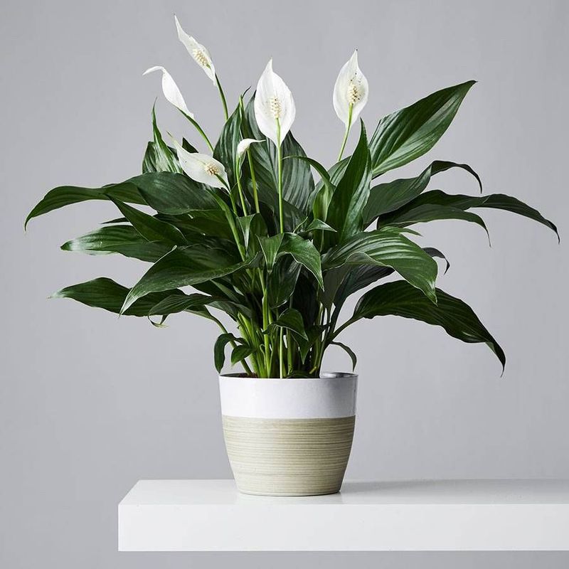 Indoor Plants That Are Common Across Texas Homes - Decor Hint Peace Lily