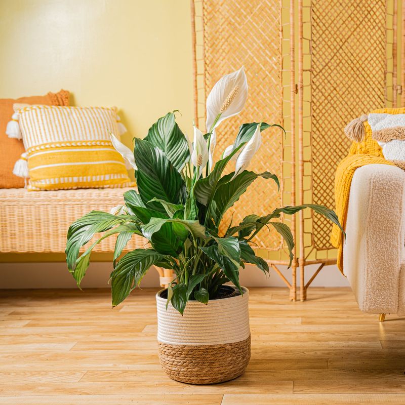 Indoor Plants That Bring California Homes To Life - Decor Hint Peace Lily