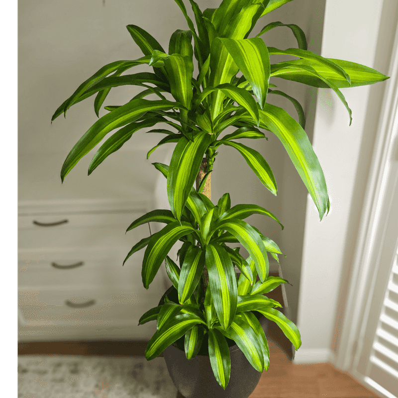 Dracaena