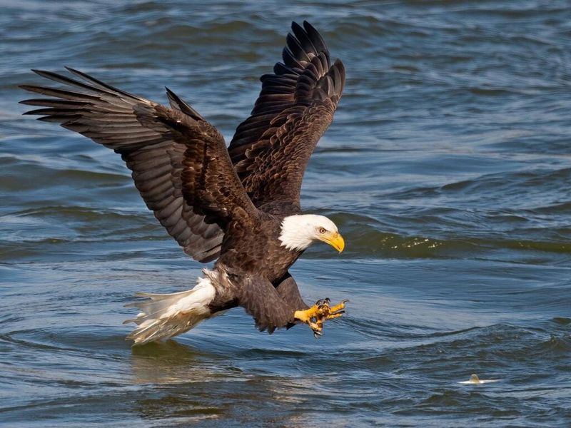 Experience Fall Magic In This Picturesque Illinois River Town - Decor Hint Bald Eagle Watching