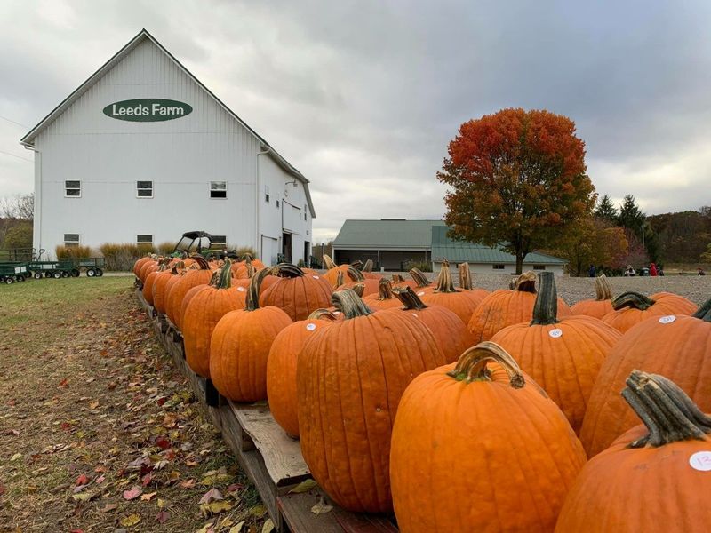 Leeds Farm Pumpkin Festival
