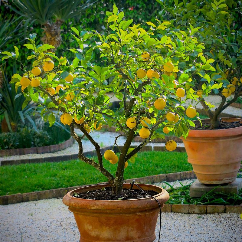 Add Citrus Trees For Year-Round Joy