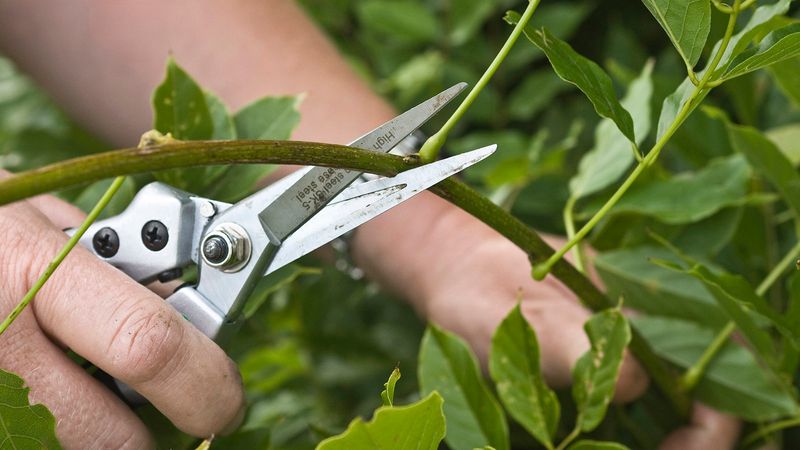 Fall Garden Mistakes Every Colorado Homeowner Should Know About - Decor Hint Pruning At The Wrong Time