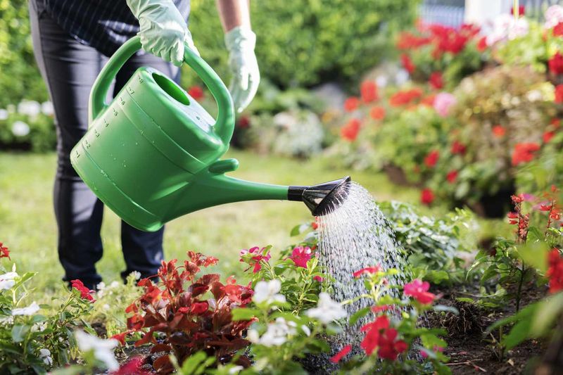 Fall Garden Mistakes Every Colorado Homeowner Should Know About - Decor Hint Overwatering Before Winter