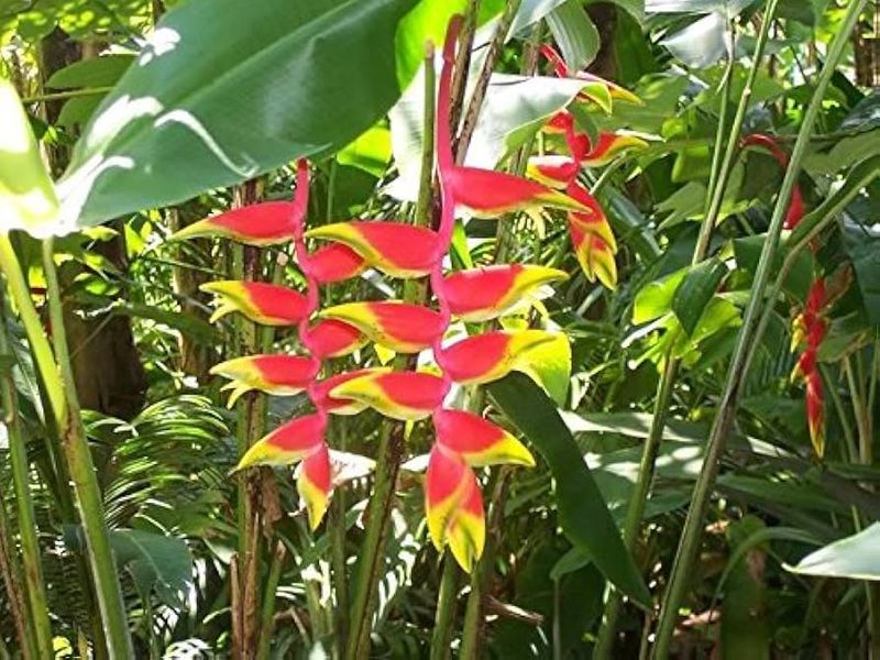 12 Flowers That Thrive In Florida And Make Your Yard Look Expensive - Decor Hint Heliconia (Lobster Claw)