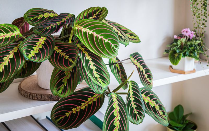 Prayer Plant (Maranta)