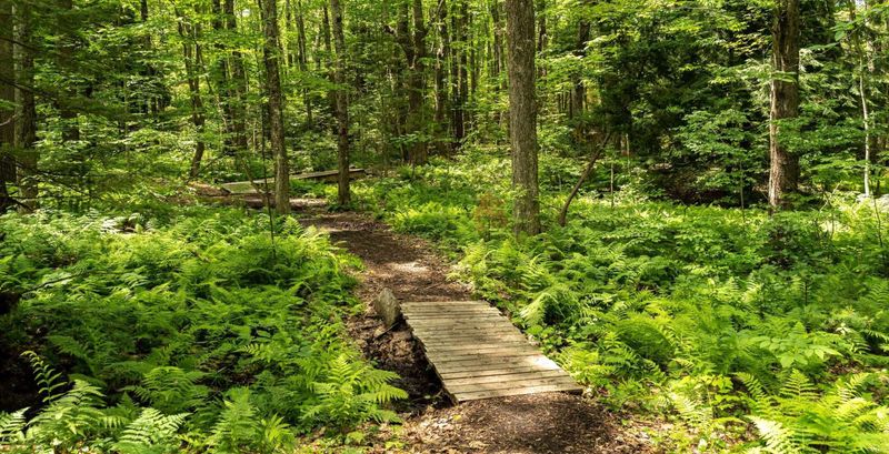 Portland Trails Network: Nearly 100 Miles Of Urban Greenways