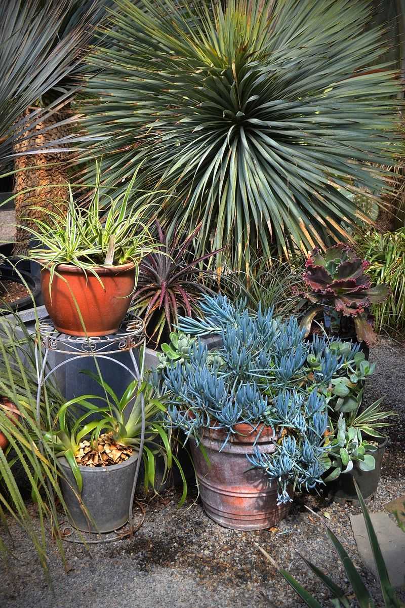Cistus Nursery
