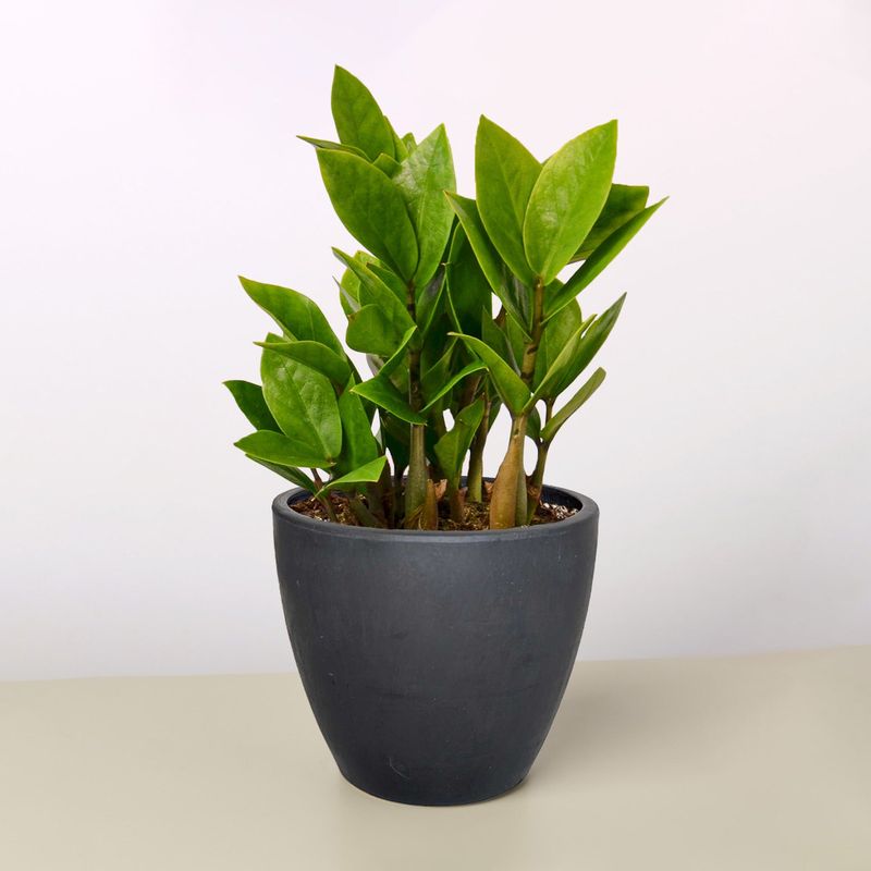ZZ Plant (Zamioculcas zamiifolia)