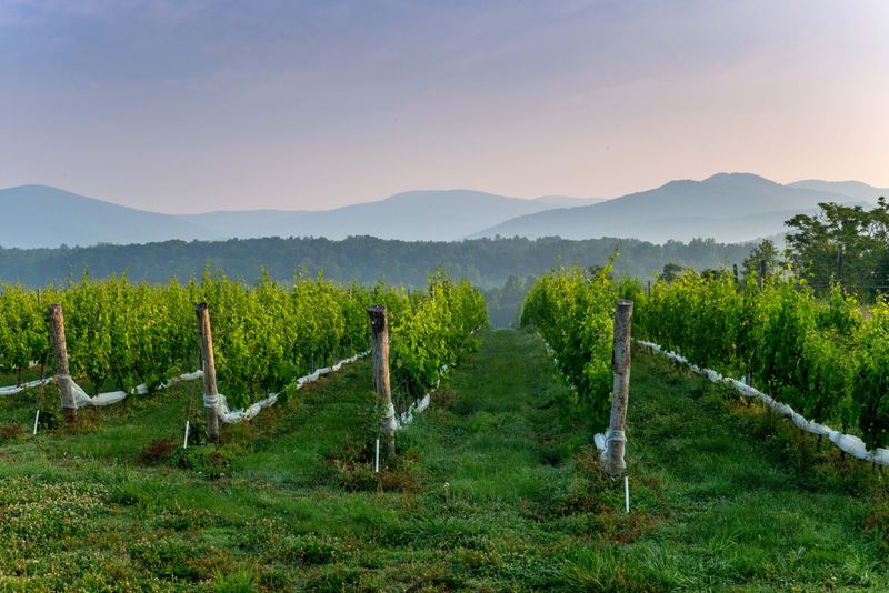 Monticello Wine Trail Adventure