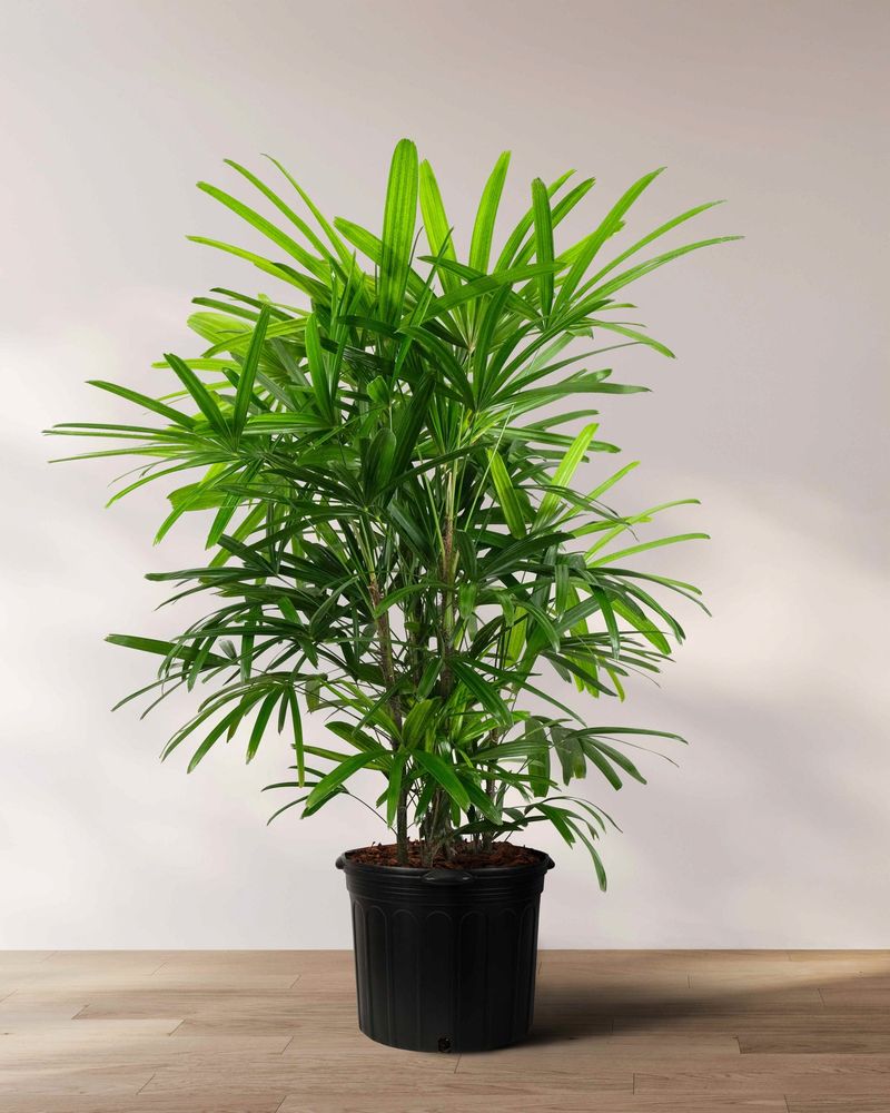 Lady Palm (Rhapis)