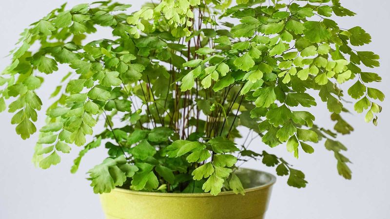 Maidenhair Fern