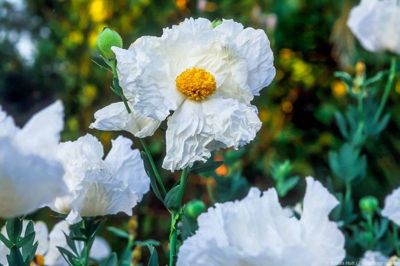 15 Plants In California That Belong In Every Garden - Decor Hint Matilija Poppy