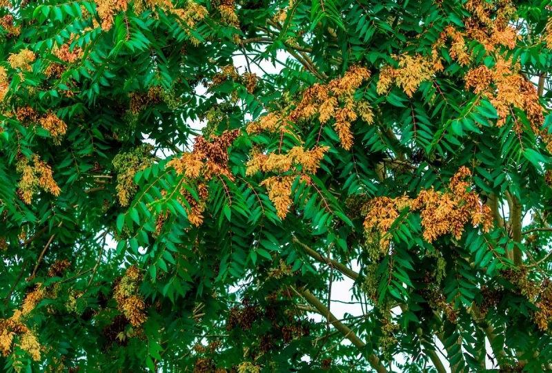 13 Plants In Texas You Should Never Plant - Decor Hint Tree of Heaven